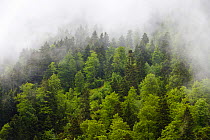 Mixed forest in Val d'Aran / Aran Valley in the mist,  Pyrenees, Lleida Province, Spain, June