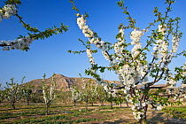 Cherry tree orchard (Prunus sp)in blossom, Montllober Area, Lleida Province, Spain, March