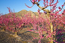 Cherry  trees flowering in orchard, Montllober Area, Lleida Province, Spain, March