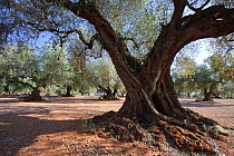 Olive trees (Olea europaea) in grove, Montsia, Tarragona Province, Spain, May
