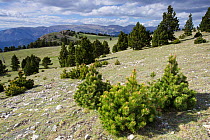 El Verd Mountain Range landscape with pine trees, Pyrenees, Lleida Province, Spain, June 2012