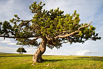 Mountain Pine (Pinus mugo uncinata ) in El Verd Mountain Range, Pyrenees, Lleida Province, Spain, June