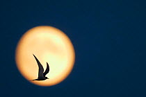 Arctic Tern (Sterna paradisaea) in flight, silhouetted against the moon at dusk, Uto Finland July