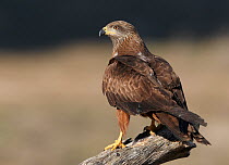 Black Kite (Milvus migrans) perched profile, Spain March