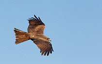 Black Kite (Milvus migrans) in flight, Spain March