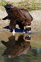 Black Vulture (Aygiptus monachus) drinking, Spain March