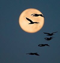 Common cormorants (Phalacrocorax carbo) in flight, silhouetted against moon, Falsterbo Sweden September