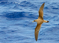 Cory's Shearwater (Calonectris diomedea) gliding above the sea, Madeira August