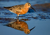 Curlew Sandpiper (Calidris ferruginea) reflected in shallow water, Uto Finland July