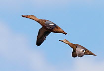 Garganey (Anas querquedula) and Shoveler (Anas clypeata) in flight, Falsterbo Sweden August