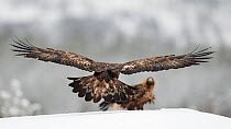 Golden Eagle (Aquila chrysaetos) one lands near another one already on snow covered ground, Kuusamo Finland February