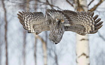 Great Grey Owl (Strix nebulosa) swooping down on potential prey, Rovaniemi Finland March