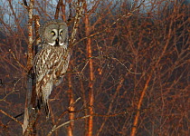 Great Grey Owl (Strix nebulosa) perched in tree, Rovaniemi Finland March