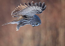 Great Grey Owl (Strix nebulosa) hovering and watching for prey, hunting behaviour, Rovaniemi Finland March