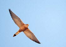 Lesser Kestrel (Falco naumanni) in flight, Spain April