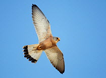 Lesser Kestrel (Falco naumanni) in flight, Spain April
