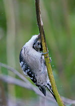 Lesser Spotted Woodpecker (Dendrocopus minor) scratching head against reed, Uto Finland October