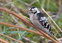 Lesser Spotted Woodpecker (Dendrocopus minor) Uto Finland October