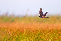 Merlin (Falco columbarius) hunting over reed beds, Falsterbo Sweden September