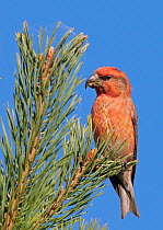 Parrot Crossbill (Loxia pytyopsittacus) male portrait, Uto Finland August