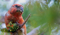 Parrot Crossbill (Loxia pytyopsittacus) male feeding on pinecone, Uto Finland September