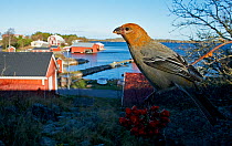 Pine Grosbeak (Pinicola enucleator) female feeding on berries near harbour, Uto Finland November