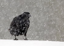 Common Raven (Corvus corax) in snow storm, Utajarvi Finland February
