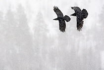 Common Raven (Corvus corax) two in flight during snow storm, Kuusamo, Finland April