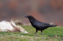 Common Raven (Corvus corax) near goat/sheep carcass, Bulgaria February
