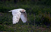Snowy Owl (Nyctea scandiaca) female in flight with rodent prey in beak, Utsjoki Finland July