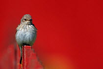 Spotted Flycatcher (Muscicapa striata) perched on fence, Uto Finland May
