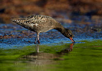 Spotted Redshank (Tringa erythropus) foraging in shallow water, Uto Finland June