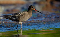 Spotted Redshank (Tringa erythropus) standing in shallow water, Uto Finland June
