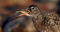 Spotted Redshank (Tringa erythropus) swallowing entire small fish, Uto Finland June