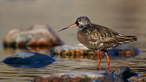 Spotted Redshank (Tringa erythropus) standing in shallow water, Uto Finland August