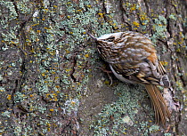 Common Treecreeper (Certhia familiaris) hunting for insects under tree bark, Uto Finland October