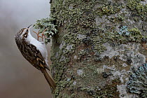 Common Treecreeper (Certhia familiaris) searching for insect prey under lichen on tree bark, Uto Finland November