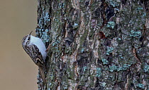 Common Treecreeper (Certhia familiaris) searching for insect prey under tree bark, Uto Finland November