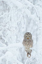 Ural Owl (Strix uralensis)Kuusamo Finland February 2012