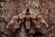 Eyed hawkmoth (Smerinthus ocellatus) at rest camouflaged on bark, Surrey, UK. Sequence 1 of 2.
