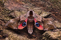 Eyed hawkmoth (Smerinthus ocellatus) showing eye spots on wings during deimatic display to deter predators, Surrey, UK. Sequence 2 of 2.