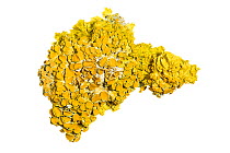 Lichen (Xanthoria parietina) photographed on a white background. This species is very resistant to air pollution. Peak District National Park, UK, January.