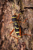 Wasp Beetle (Clytus arietis) a wasp mimic on bark, Peak District National Park, Derbyshire, UK. April.