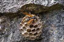 Paper Wasp (Polistes gallicus) on nest, Nordtirol, Tirol, Austrian Alps, Austria, June