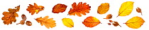 Autumn leaves and nuts from English Oak (Quercus robur) and Beech (Fagus sylvatica), photographed on a white background. Peak District National Park, Derbyshire, UK. October.
