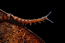 Velvet Worm (Peripatus novaezealandiae) known as 'living fossils', having remained the same for approximately 570 million years, New Zealand, Captive