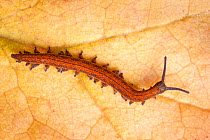 Velvet Worm (Peripatus novaezealandiae) known as 'living fossils', having remained the same for approximately 570 million years, New Zealand, Captive