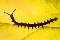 Velvet Worm (Peripatus novaezealandiae) silhouetted against a leaf, known as 'living fossils', having remained the same for approximately 570 million years, New Zealand, Captive