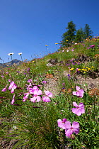 Wood Pink (Dianthus sylvestris) in foreground of flowering alpine meadow at 200m altitude, Aosta Valley, Monte Rosa Massif, Pennine Alps, Italy. July.