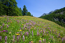 Fragrant Orchids (Gymnadenia conopsea) in flower in alpine meadow in Aosta Valley, Monte Rosa Massif, Pennine Alps, Italy. July.